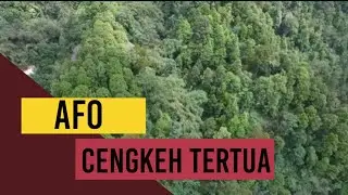 cengkeh afo tertua Dunia ada disini ternate