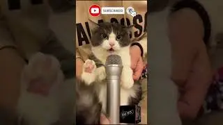 Did anyone call for a Catbulance? | Cool Cats