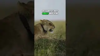 Devastating Threats to Lion Survival Habitat Loss and Prey Decline #animals  #nature #wildlife