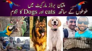 Multan Birds And Pets Market | Dogs OR Cats | Multan Pets Shops 2023 Update