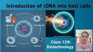 Introduction of rDNA into host cells I Transformation I Microinjection I Electroporation I Gene Gun