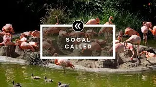 S3 E1. SoCal Called | Civilian Collective