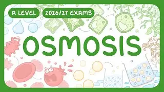 Биология уровня A &mdash; Осмос &mdash; Водный потенциал | Осмос в клетках животных и растений (экзамены 2026...