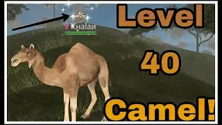 LEVEL 40 CAMEL! | Wild Animals Online