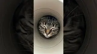 Sniff sniff Pringle cat explores the kitchen mystery #cats #cute #adventure