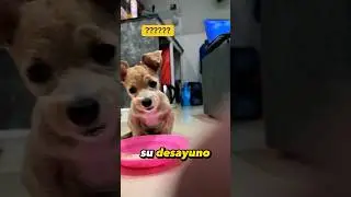 Dale like si este perrito es muy adorable 🥹🐶 #shorts #perros