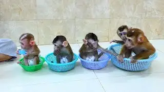 Most Obedient Monkey!! Five Famouse Monkeys Are Sit In Basket Wait Mom Give Milk,