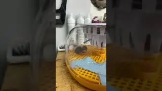 Smart incubator