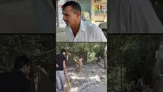 Dera Sacha Sauda Volunteers Cleaned Gurugram | Haryana City Cleanliness Campaign #shorts