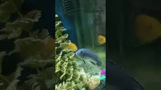powder blue cichlid fish