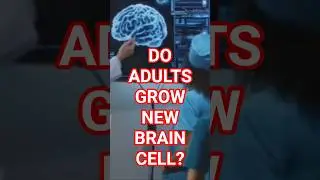 Adult Brain Cells: New Discovery?