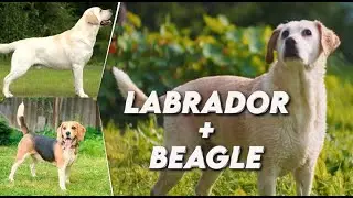 Labbe (Lab + Beagle Mix) Dog Breed Info | Characteristics, Temperament , PROS & CONS