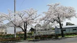 SAKURA2021🌸