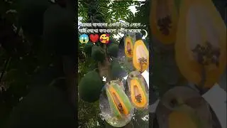 আমার বাগানের একটি দেশি পেপে গাছ 😱🥰 #minivlog #papaya #agro #agriculture #farming  #viral #shorts