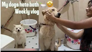 My dogs hate bath.😬😂 ||bath time || #pomeranian V/s #goldenretriever  #doglife #bathing #chikusdodo