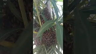Massive Honeybee Swarm Takes Over an Oleander Tree - You Won't Believe Your Eyes!