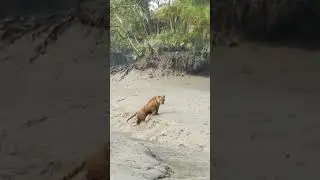 Sunderban Royal Bengal Tiger. Sundarban forest.