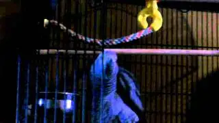 Patto my African Grey talking.