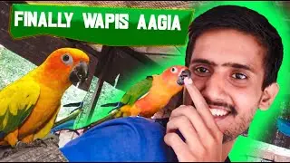 Finally Back to the Aviary 🕊️ | Mazro Farm