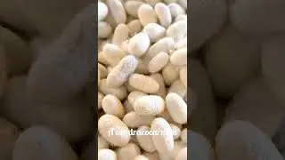 A &Aacute;RVORE QUE SANGRA: O MIST&Eacute;RIO DO SANGUE DE DRAG&Atilde;O! 🌳🩸