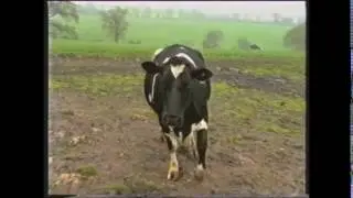 This Cow Will Be Put Down - Blooper