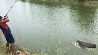 Giant big catfish catching at  pocharam canal /   Daiwa phantom snapper rod