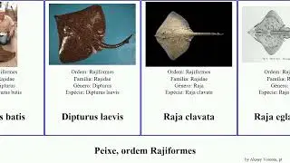 Peixe, ordem Rajiformes raja bathyraja fish lima laevis acuta pulchra undulata batis Dipturus