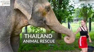 CARE FOR TIGERS, ELEPHANTS, APES AND MORE AS A VOLUNTEER! Make your holiday count for animals.
