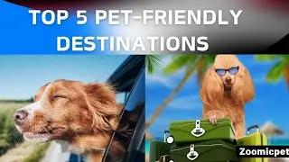 Top 5 Pet-Friendly Travel Destinations You Must Visit.