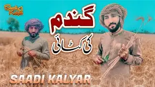 Gandam Di Katai Punjabi Vlog | Punjab Pakistan | Saadi Kalyar
