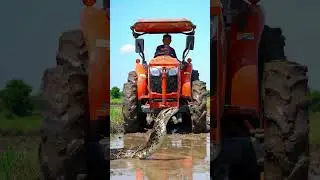 Giant Snake Emerges from Rice Field During Tractor Plowing Shocking Moment Caught