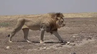 new  lion walking