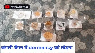 Wild Brinjal Seed Germination 02 || Breaking Seed Dormancy of Wild Brinjal || Jungli baingan