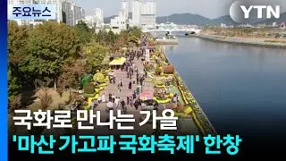 국화로 만나는 가을...'마산 가고파 국화축제' 한창 / YTN