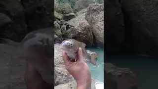 🎣Asala 🐟🐟🐟🐟 fish🎣