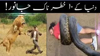 top 10 dangerous animals in the world |  amazing facts about animals | gh haider99