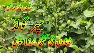 triple jeans variety Super Gold boll counting 114+|ٹرپل جین ورائٹی سپر گولڈ ٹینڈوں کی گنتی 114 پلس