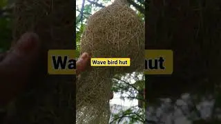 wave bird Hut