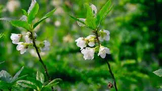 white-flowered rhododendron - Rhododendron albiflorum. Identification and characteristics.