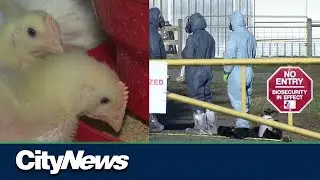 B.C. Farmers preparing for potential avian flu outbreak