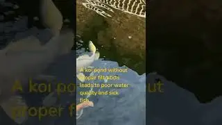 Essential Filters for a Thriving Koi Pond