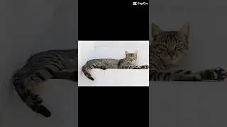 Color change