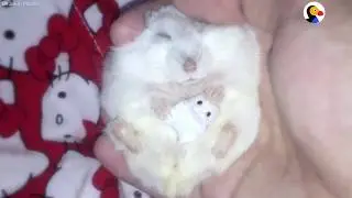Hamster Has The Cutest Bedtime Routine | The Dodo