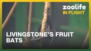 Zoolife In Flight 🦇 | What Has the Livingstone&rsquo;s Fruit Bat Colony Been Up To Recently?
