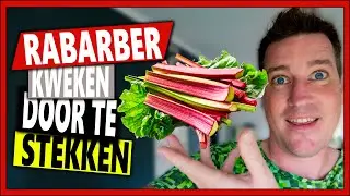 RABARBER KWEKEN DOOR TE STEKKEN | Week 43 | Vlog 108 | Rabarber kweken en oxalis vermeerderen