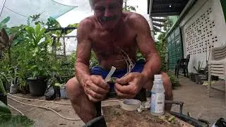 Grafting a 4 sided Sweet Yellow Dragon fruit scion onto a 3 sided rootstock.