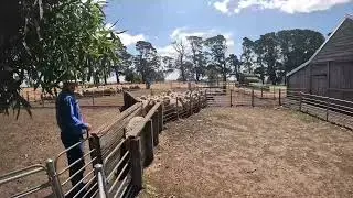 Can You Keep Count- Drafting Ewes And Lambs- Montana Farm