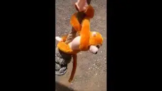 Monkey REKT!!!1
