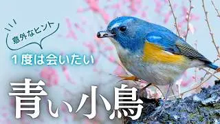 【青い鳥に会える】ルリビタキの見つけ方と撮影の意外なコツ｜おすすめ探鳥地４つ