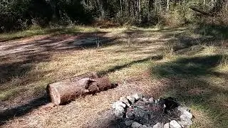 Free camp 14 days. cyotoe campground. kisatchie. Louisiana